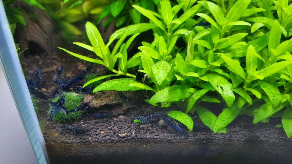 Krewetka Neocaridina Blue Velvet