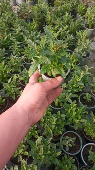 Квіти від Наталі