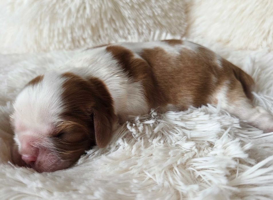 Cavalier King Charles spaniels suczka blenheim 2