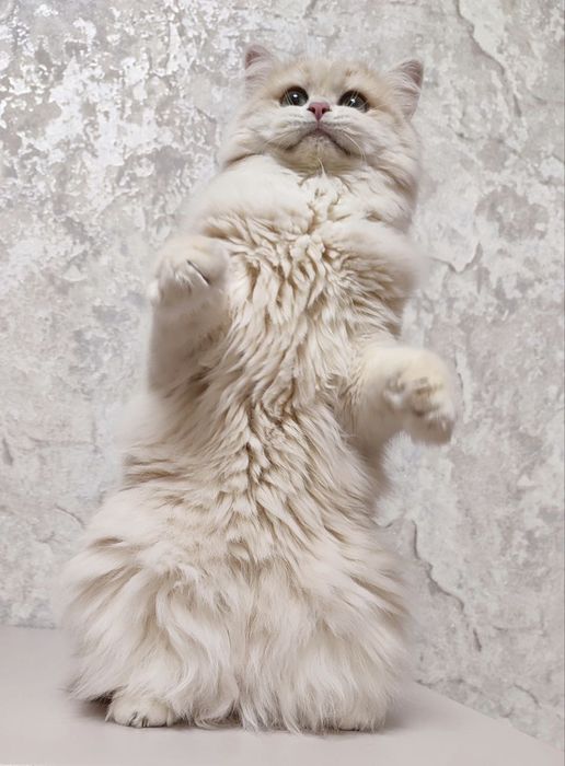 Британська дівчинка народилася 27 10 24