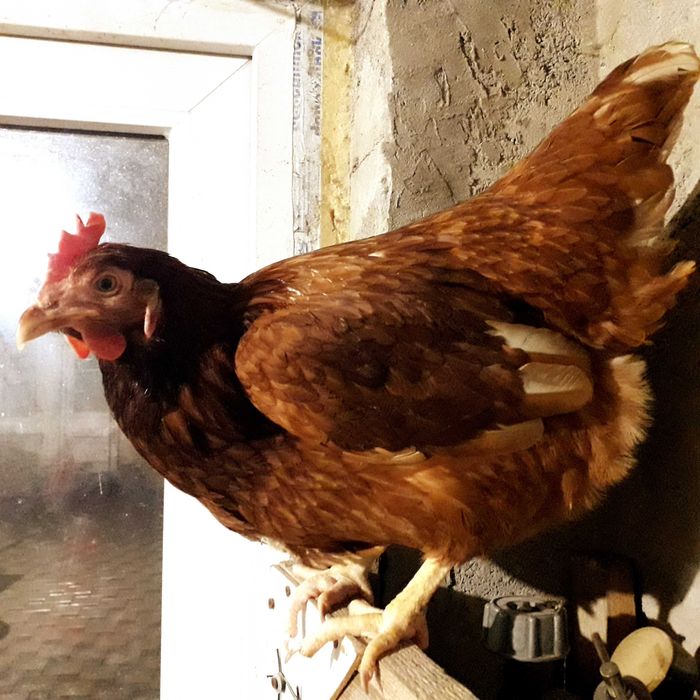 Домінант молоді кури