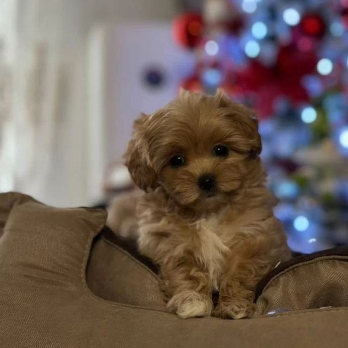 Мальтипу мальчики и девочки