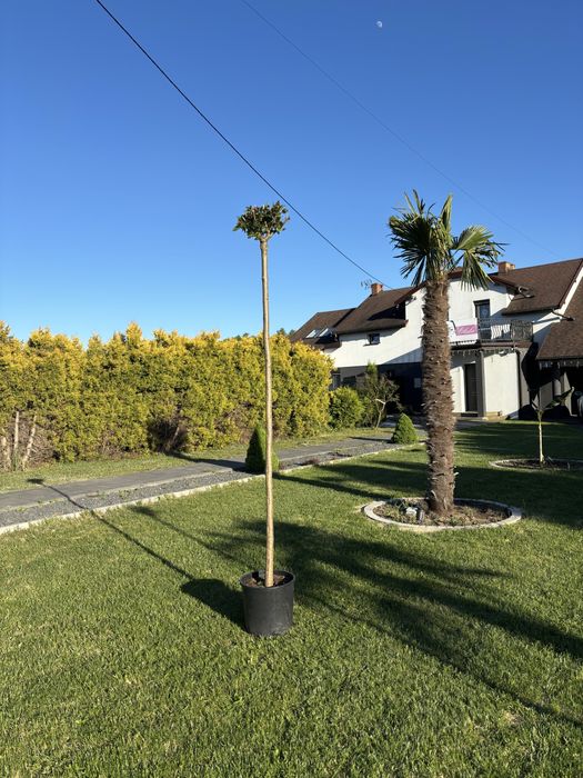 Katalpa Nana szczwpiona na 220 cm