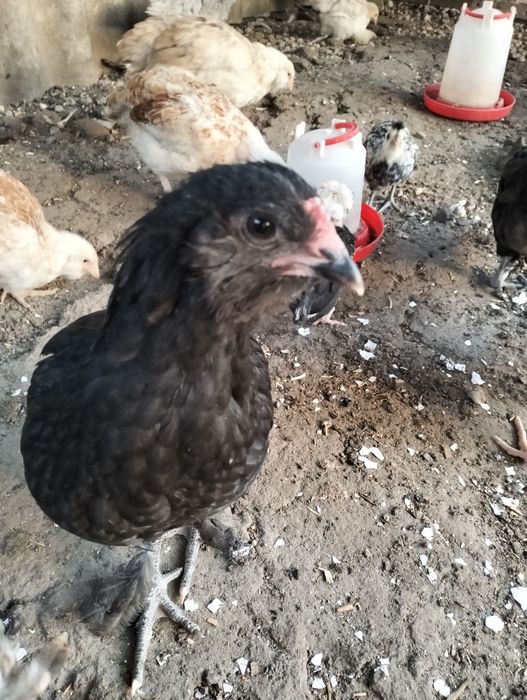 Продам курчат підрощих