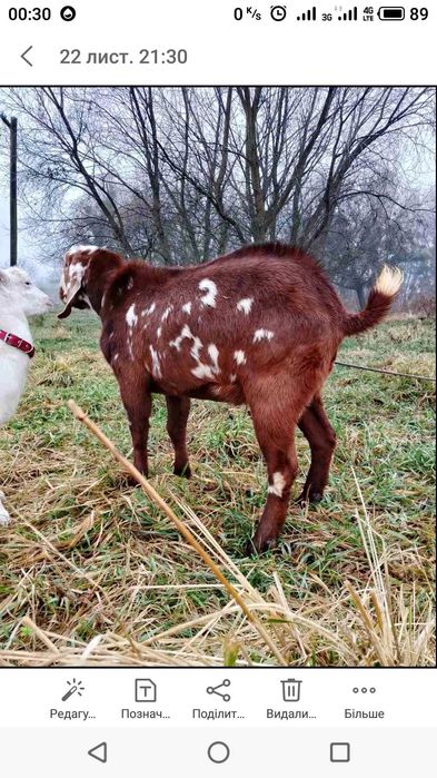 Продам козу козички цап Англо Нубійська Порода
