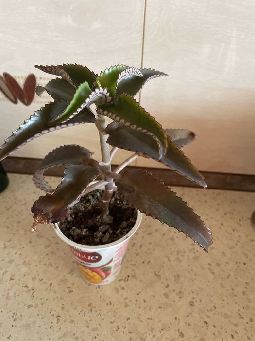 Каланхоэ цветок - чистый носик.