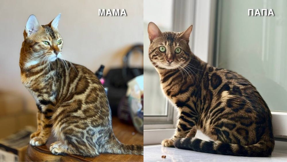 Бенгальські кошенята від батьків з родословнлю WCF