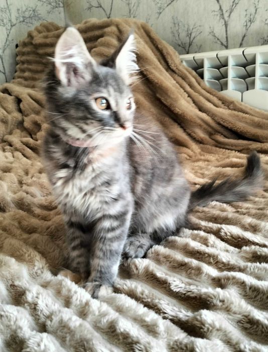 Maine coon kociaki