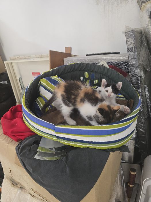 Ofereço Gatinho bebe