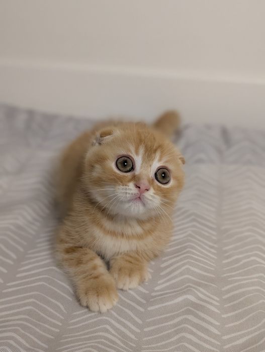 Шотландський хлопчик Вінні