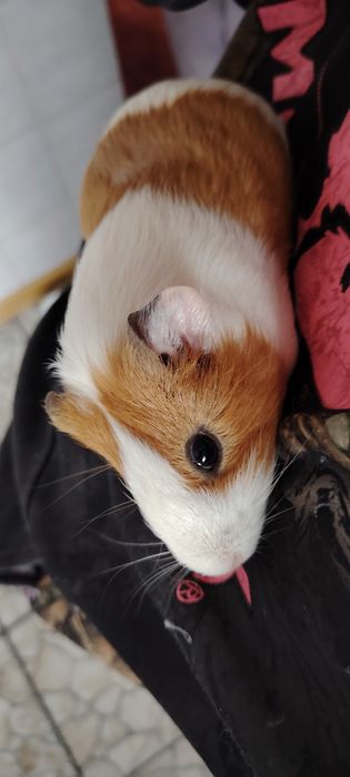 Отдам Морскую Свинку