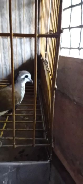 Rolas criadas em cativeiro