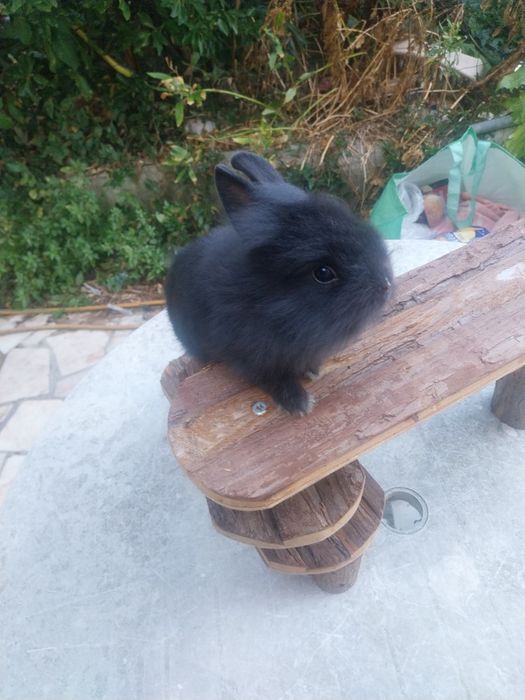 Coelho anao minilop angorá nederland dwarf  cabeca de leão