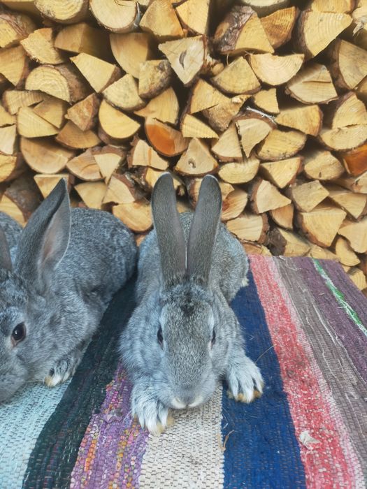 Кролі шиншила та строкачі