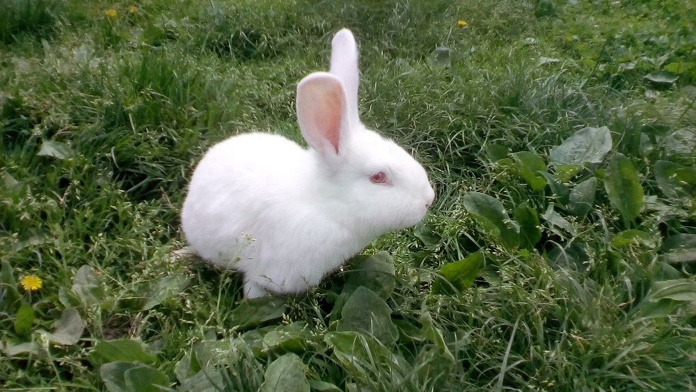 Продам ,недорого, кролики Панон .