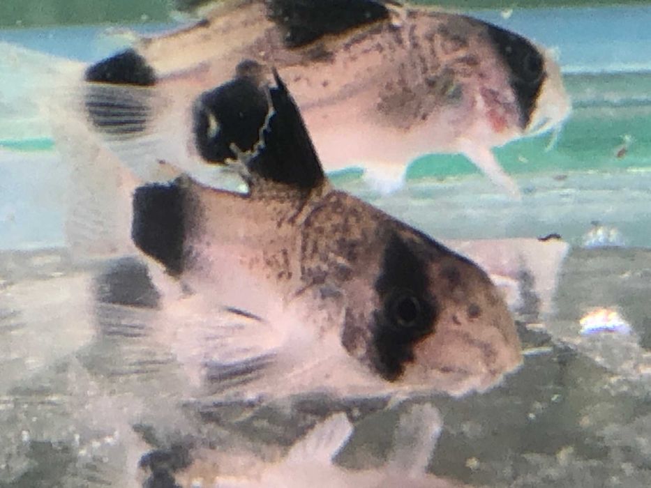 Kirys Panda sum Panda