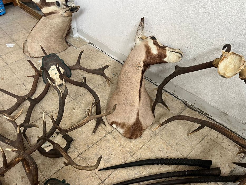 Conjunto de trofeus de caça