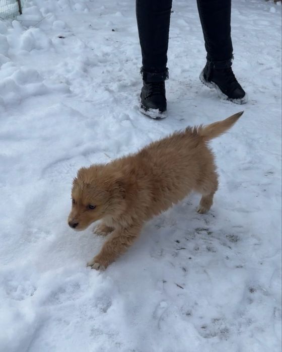 Цуценята шукають дім (від 22.10) - дівчинка