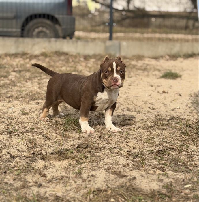 Sprzedam śliczną suczke American Bully Choco Tri ABKC