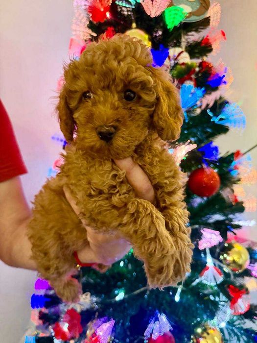 Toy Caniche Mini Femea Micro Menina Disponível