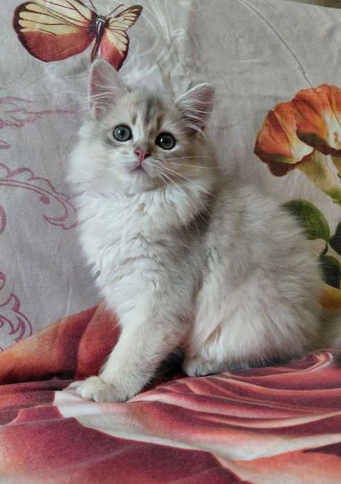 Шотландский длинношерстный котик в окрасе голубое золото ау11