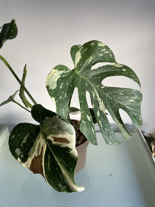 Monstera Thai Constelllation