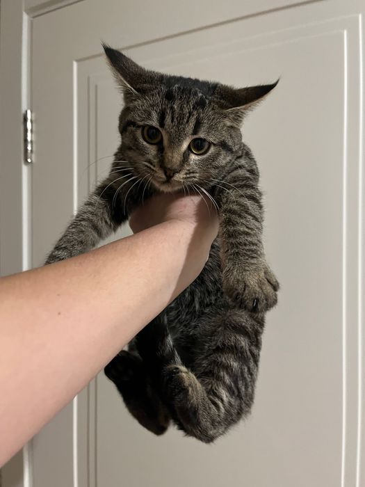 кошенятко дівчинка