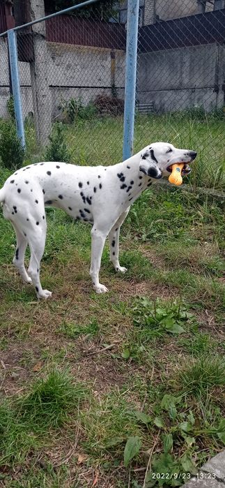 В'язка дівчинка далматин
