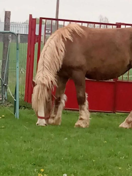 Sprzedam klacze Sztumskie