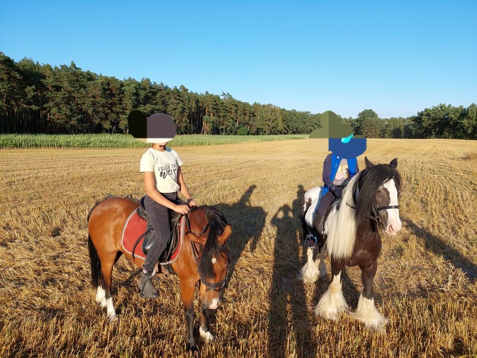 Nauka Jazdy i Rekreacja Konna Vouchery Świąteczne