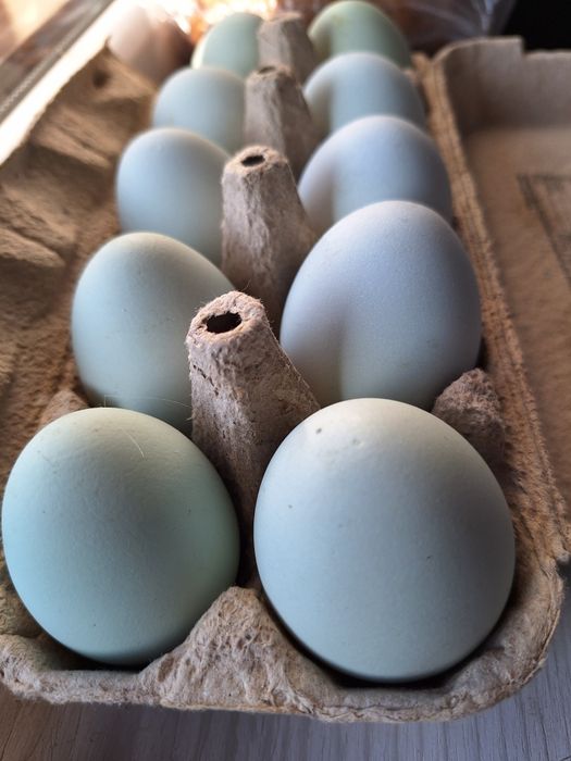 Kogut, jajka,  legbar cream,  czubatka polska czarna i wielbłądzia