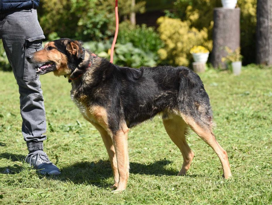 Agrest - łagodny pies do adopcji