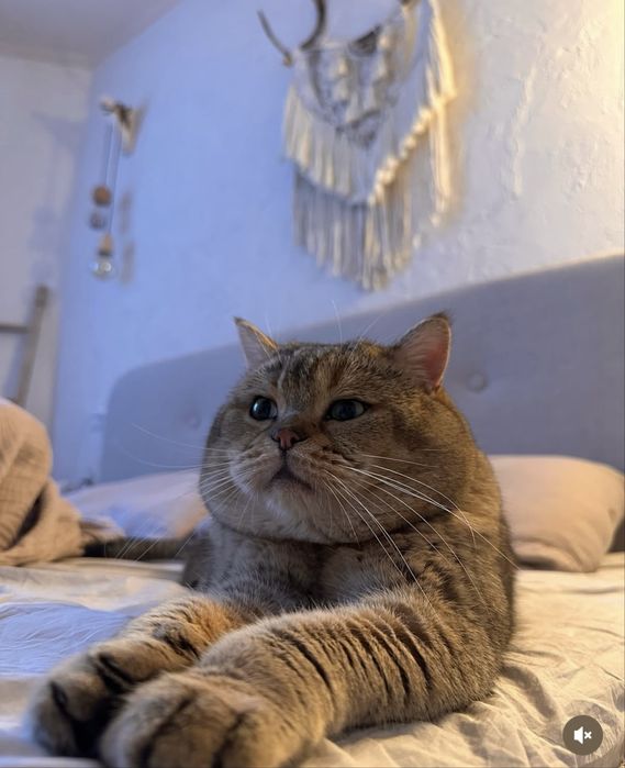 Scottish fold/stright Шотландські малята
