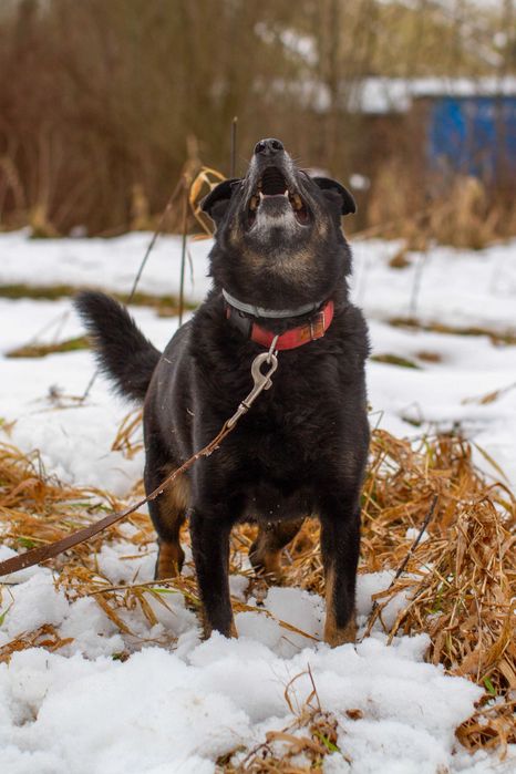 LOGAN, PIES DO PILNEJ ADOPCJI - mamy czas do 31 grudnia 2025r.