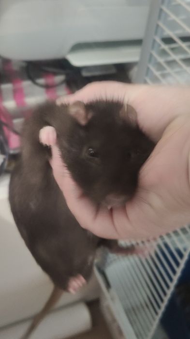 Sprzedam szczurki z klatka