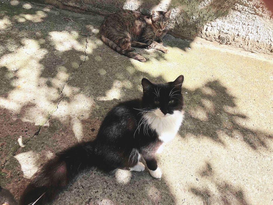 Пухнаста кішечка в добрі руки