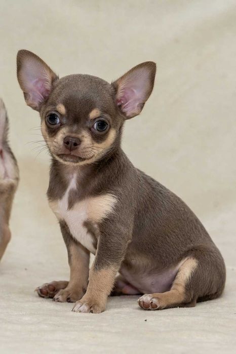 chihuahua z rodowedem