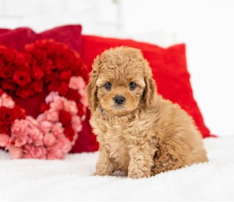 Той пудель гарнюня малюк