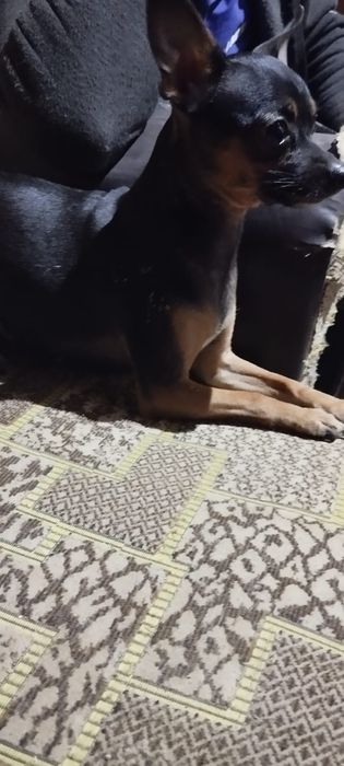 Продам цуценят Той Тер'єра