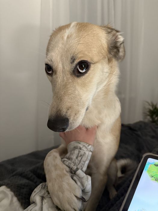 Roczna suczka do oddania