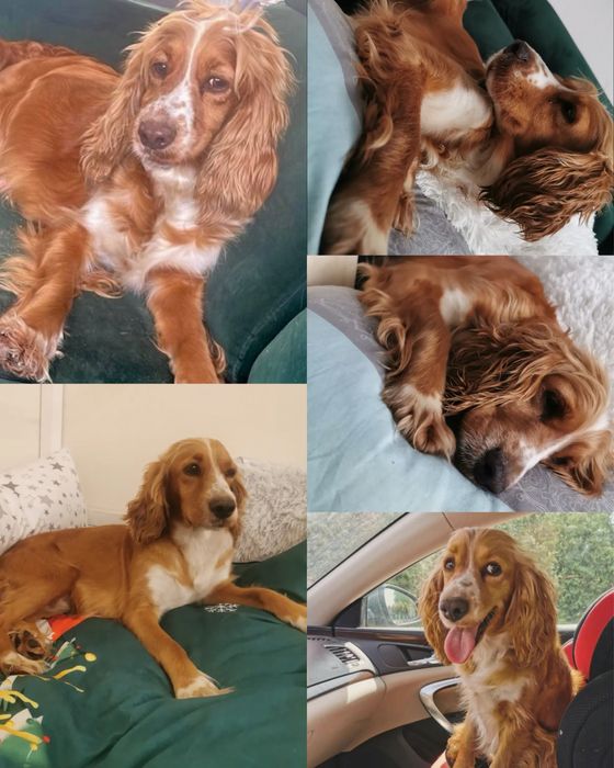 Suczka dziewczynka cocker spaniel angielski