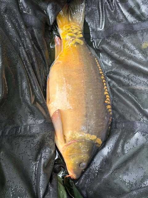 Karp handlowy sprzedaż