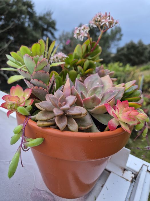 Arranjo com vaso 16 cm incluído com várias  suculentas