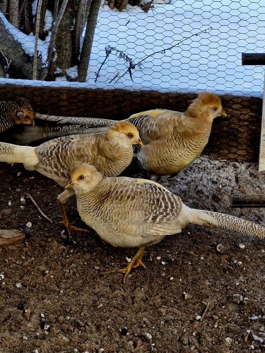 Bażanty koguty bananowe  sprzedam.