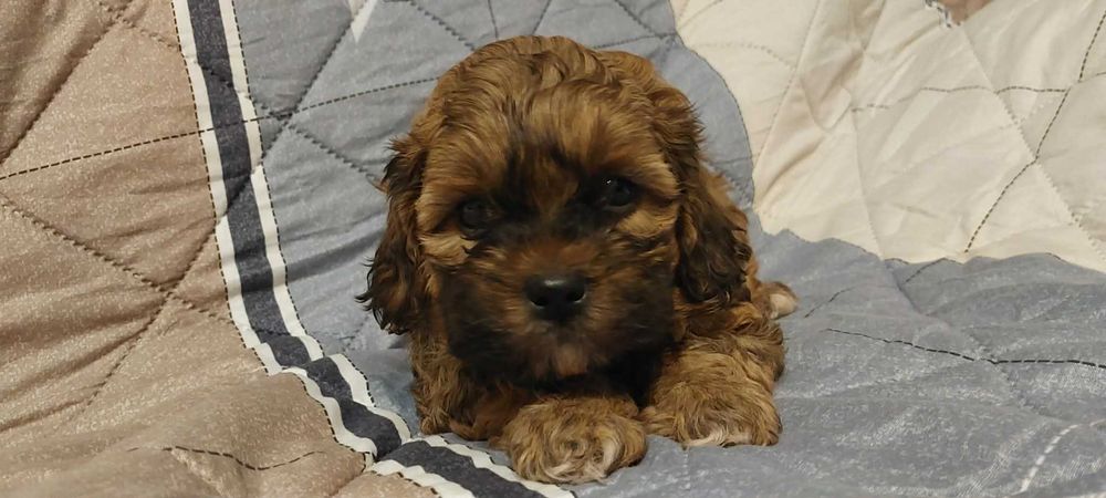 Piękny piesek Shih po