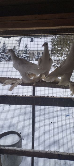 Bociany dolnośląskie