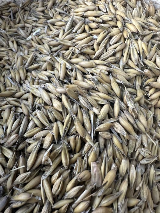 Owies jary zbiór 2025