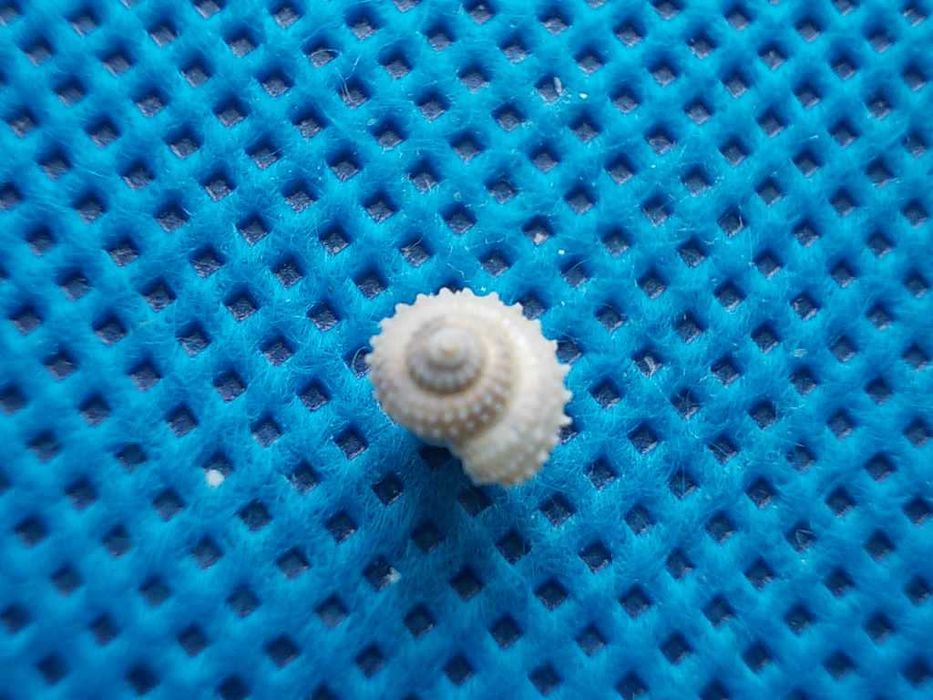 Muszle morskie- Calliotropis sagarinoi