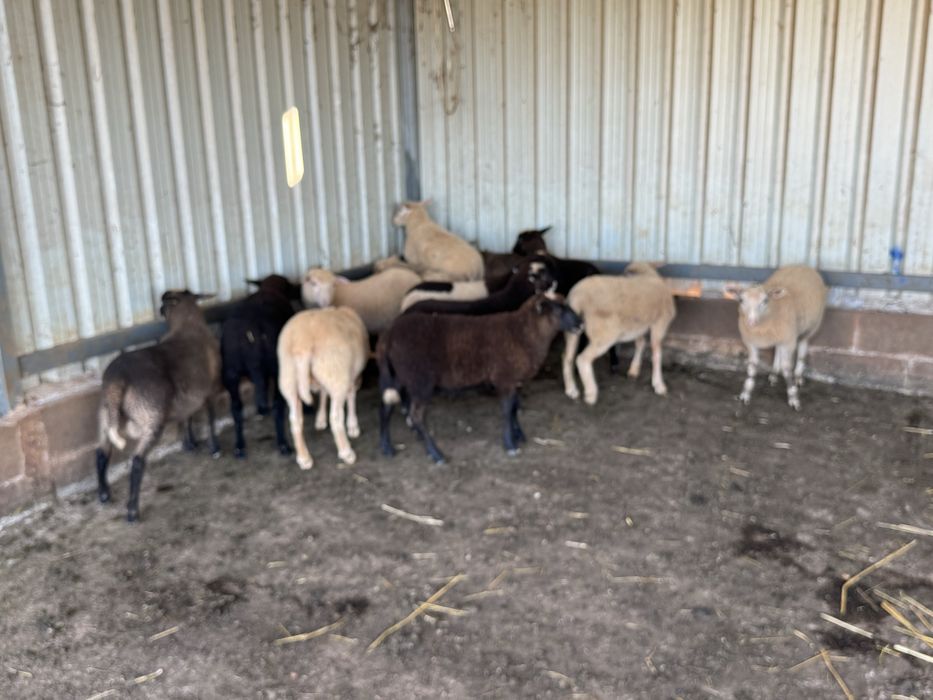 Borregas e Borregos Inra 401/Romanov