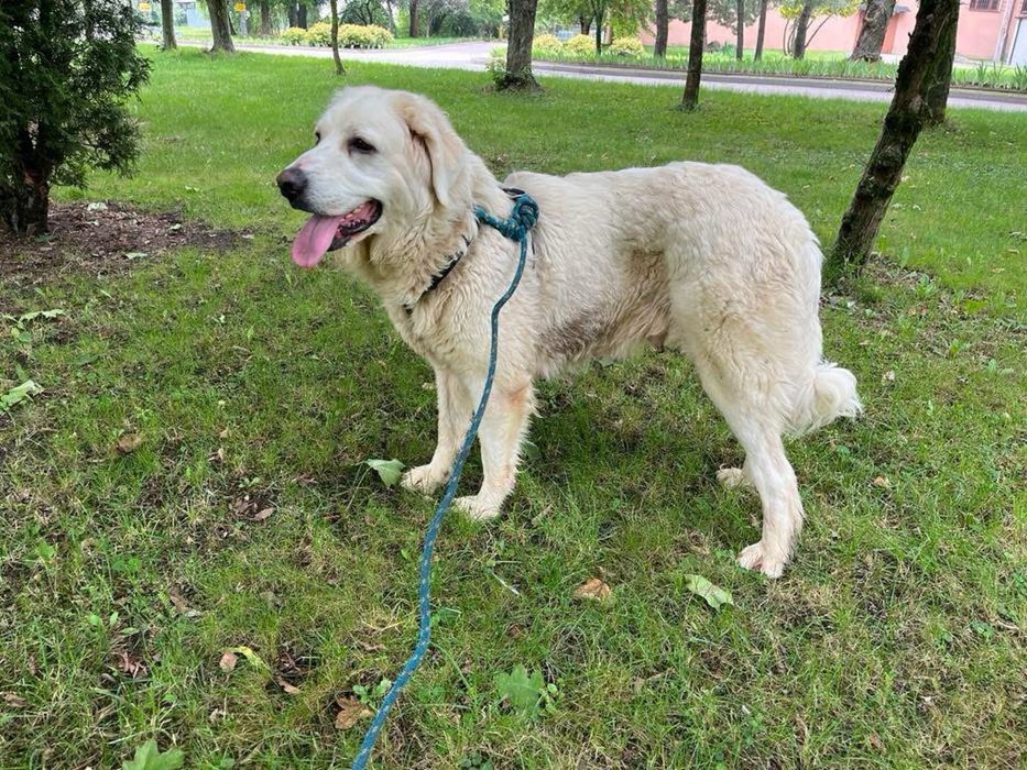 Bella do adopcji Schronisko Sokolow Podl